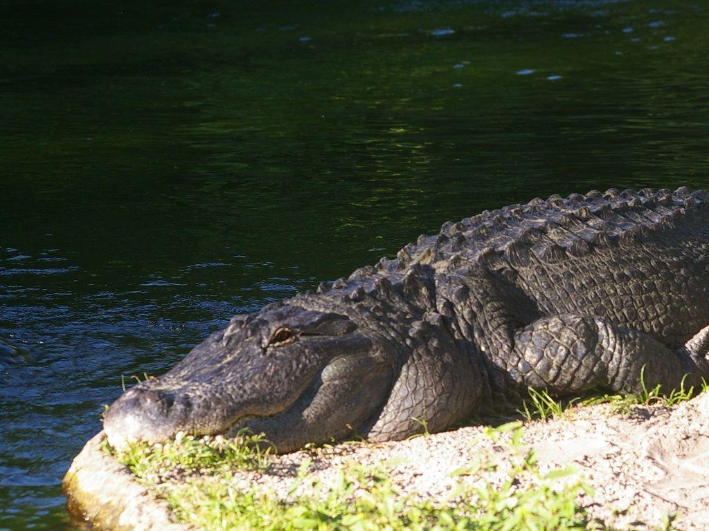 1+1 Large Condo Sarasota Zewnętrze zdjęcie