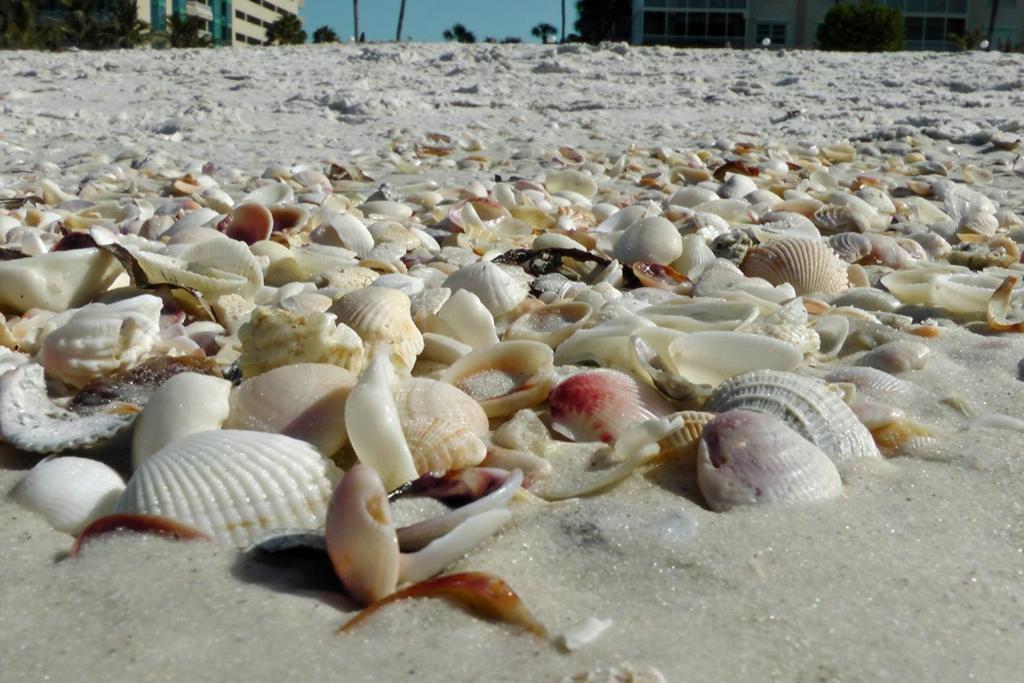 1+1 Large Condo Sarasota Zewnętrze zdjęcie